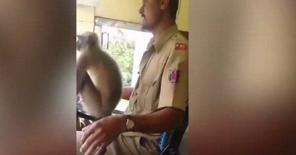 Karnataka: Bus driver taken off duty for allowing monkey to drive!
