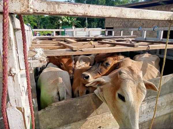 Assam Police foil cattle smuggling bid, 2 arrested 