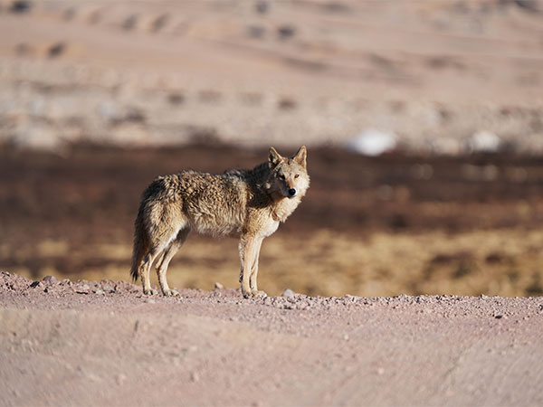 Bahraich Villagers Triumph: Last Wolf of Mahsi Pack Eliminated