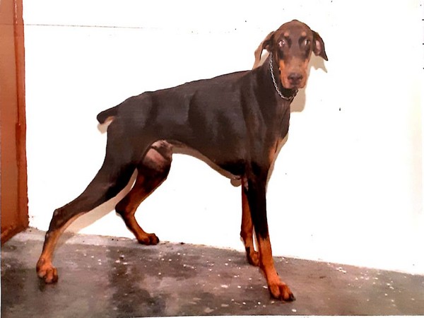 Coimbatore: Detective dog Rambo dies due to illness