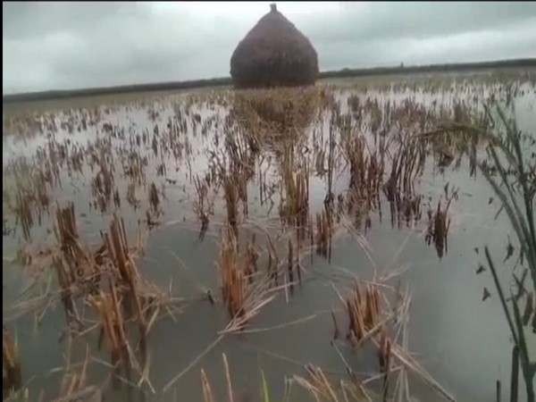 Andhra Pradesh: Heavy rain due to Cyclone Michong submerges chilli fields in Guntur