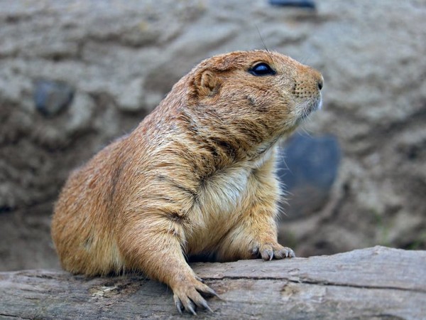 Study reveals reduction in impact of prairie dog plague on other organisms
