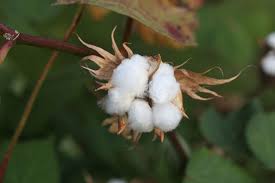 Cotton crop estimates lowered by 5 lakh bales for January by CAI