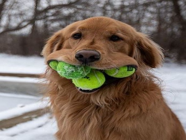 Dog displays unique talent of fitting record number of tennis balls in his mouth