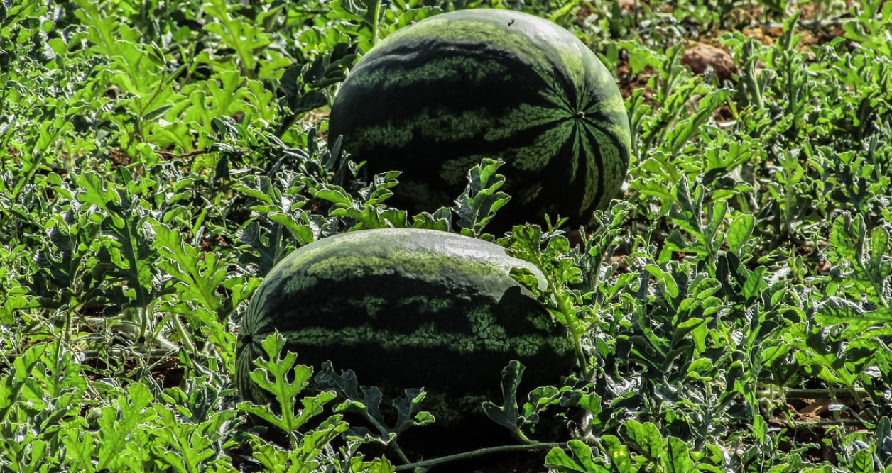 'The watermelons will rot:' U.S. visa confusion in Mexico keeps out agriculture workers