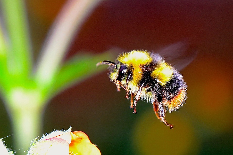 Bee alert: 5 million bees fall off truck near Toronto and drivers are asked to close windows