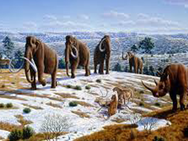 The bitter end: Last woolly mammoths plagued by genetic defects