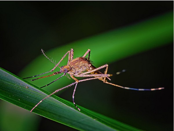 New findings about mosquito vision could help in hiding from disease vectors