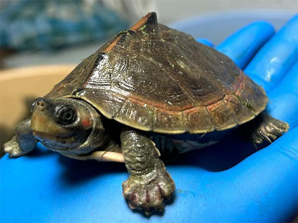 Arrests Made at Prayagraj Junction for Turtle Smuggling