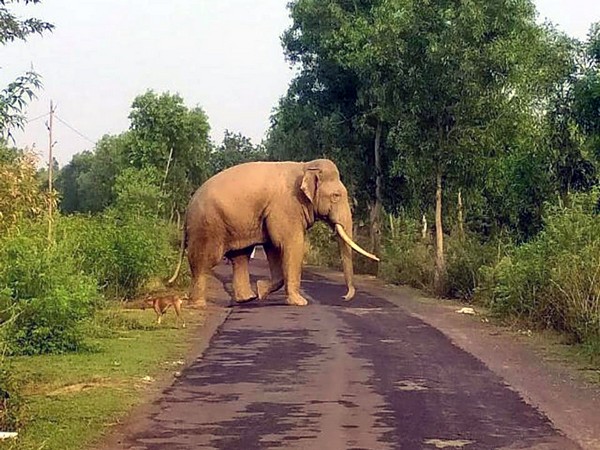 Assam: Forest staff injured in attack by wild elephant near Kaziranga National Park