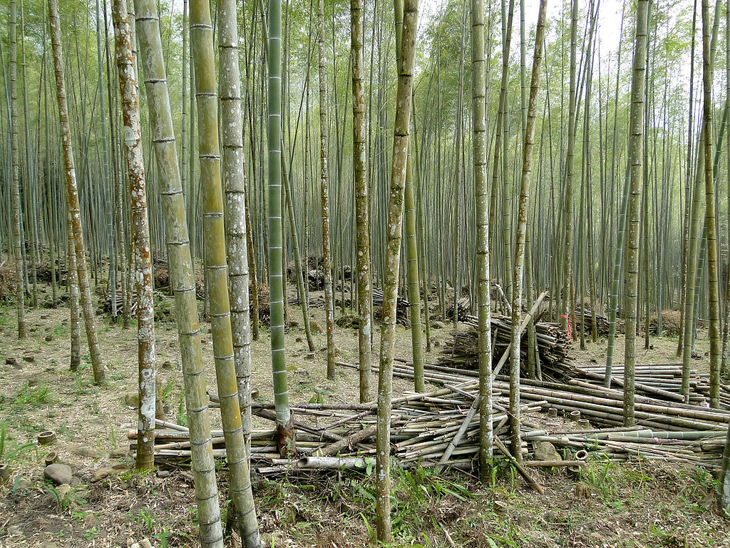 Ethiopia signs MoUs with 4 Chinese companies, $2bn to be invested in bamboo processing