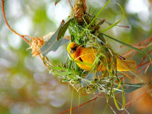 Researchers find vegetarian birds are more sociable than insect eaters ...