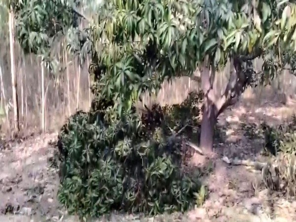 Andhra Pradesh: Farmers say elephant herd damage mango trees in Tirupati