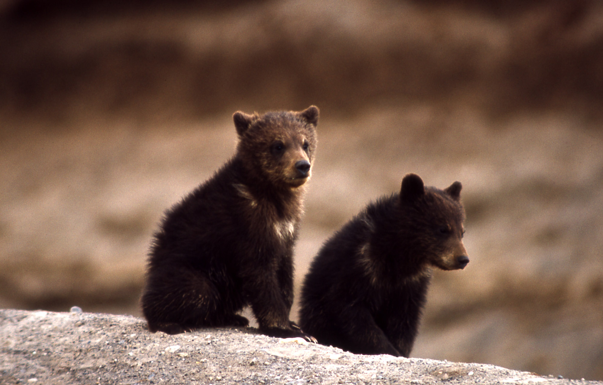 Orphan bear cubs to be trained to survive in wild 