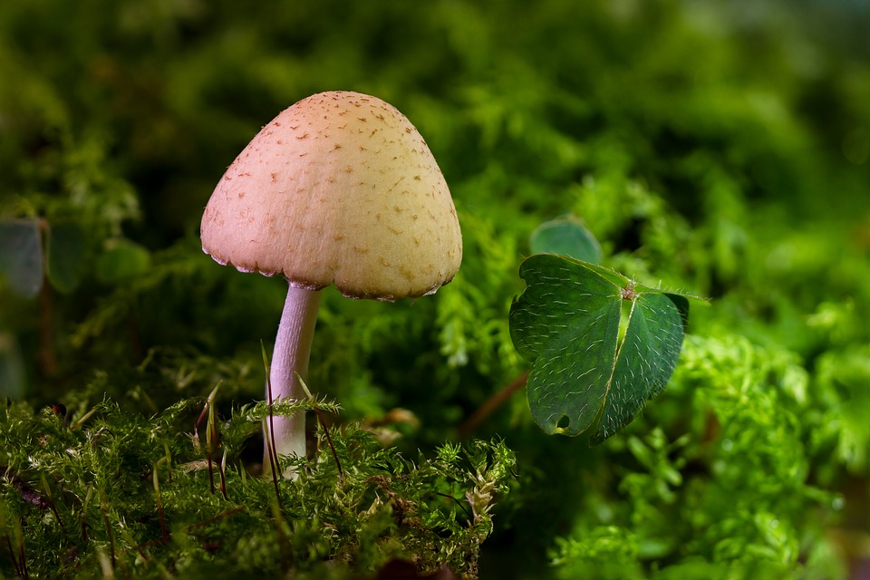 Denver votes to discriminize 'magic mushrooms'