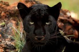 Black panther rescued from village in South Goa