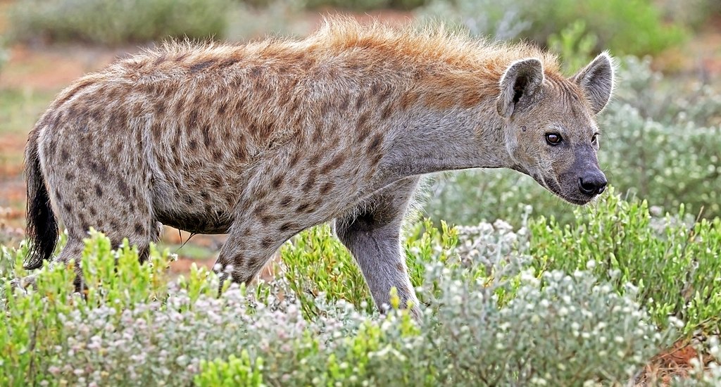 Hyena attacks two in Pune's Khed tehsil, found dead later