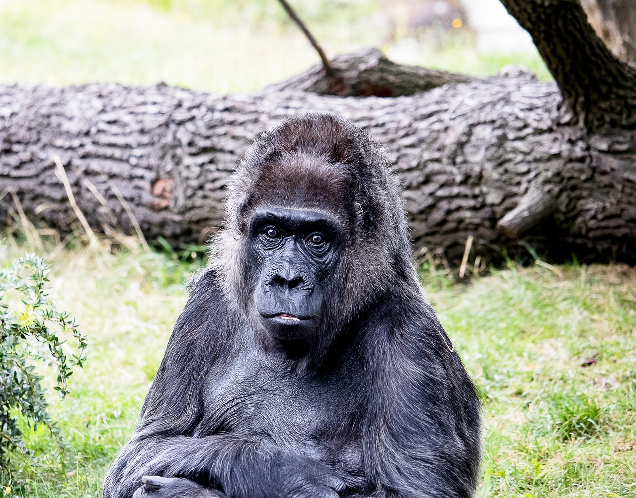 Going ape: Week-old gorilla breaks hearts at Spanish zoo