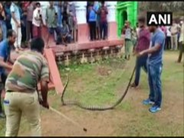 10-feet long King Cobra rescued in Odisha's Ganjam