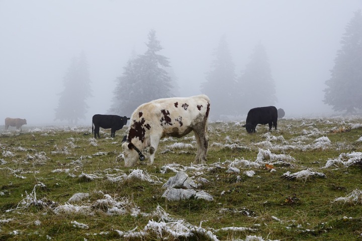 Winter Grazing Taskforce makes recommendations to improve practices