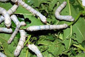 Roadmap to conserve indigenous silkworm breed in Odisha’s Sukinda