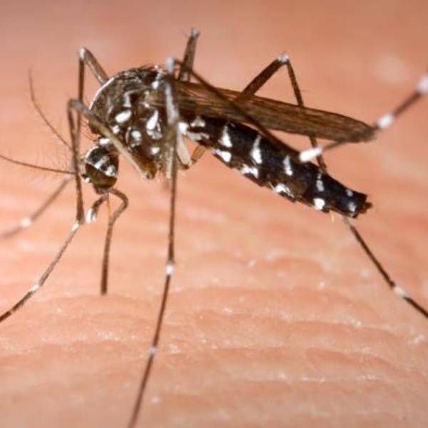 ICMR, others eye for 2030 to fully eradicate malaria from India