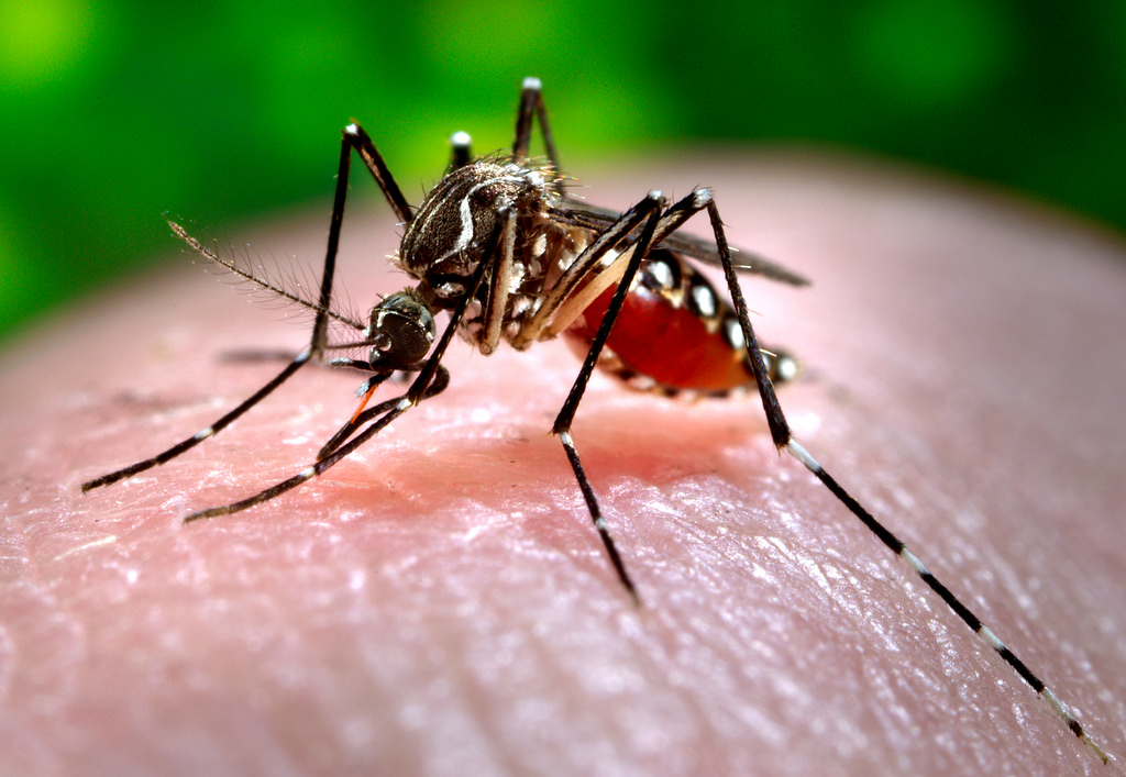 Anaemic people more likely to transmit dengue: Study
