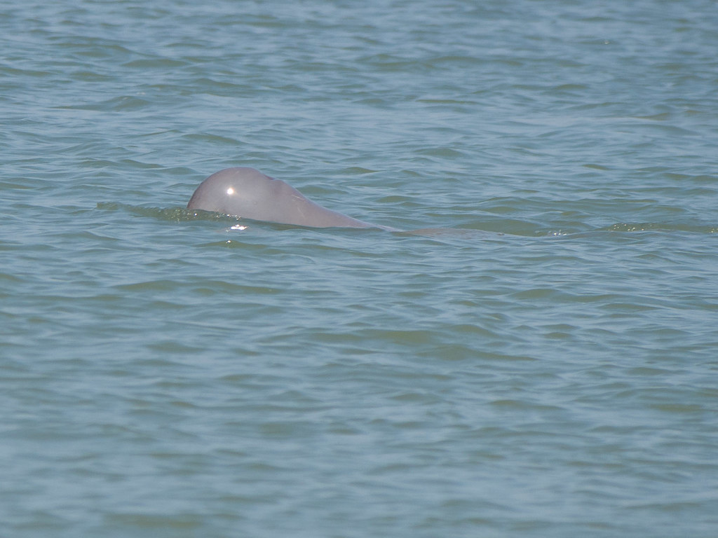 Rescued Irrawaddy dolphin calf dies despite weeks of care