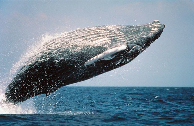Whales may be migrating to tropics to shed their skin: Study