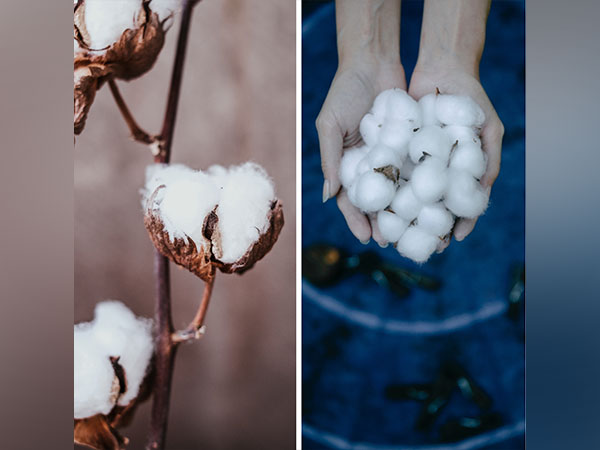 World Cotton day 2022: History, significance, theme 