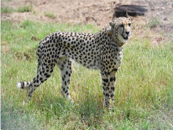 India may import cheetahs from northern Africa, say officials