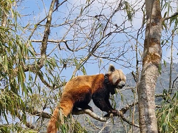 India's Red Panda Revival Program Nominated for Prestigious Award