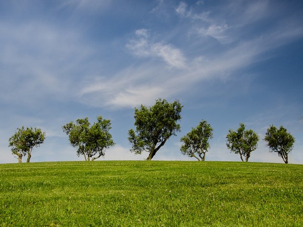 Trees - a feasible option for cutting down air pollution around factories
