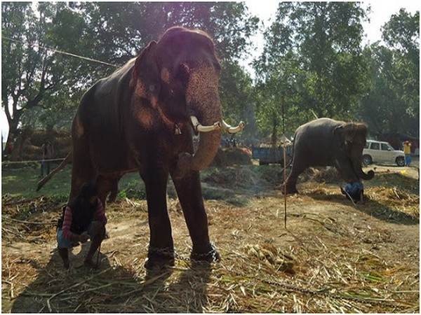 World Animal Protection urges government to stop display of Elephants at Sonepur Fair