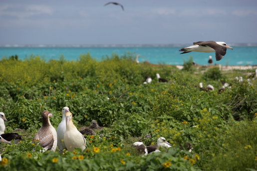 Iconic Pacific bird sanctuary ravaged by plastic and death