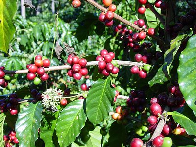 Panama Canal taps coffee farmers to help heal area hit by deforestation, drought