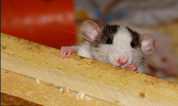 Rats more social than previously believed: Study

