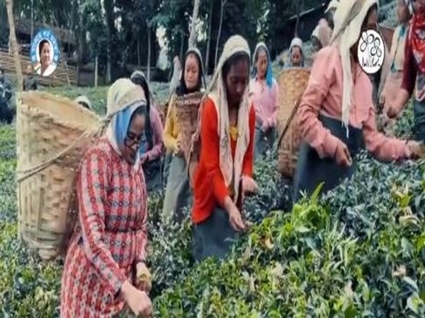 Mamata Banerjee visits tea garden in Darjeeling; dances with workers