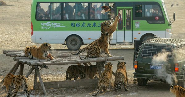UPDATE 1-Profit-hungry tiger breeders behind push to lift China’s trading ban