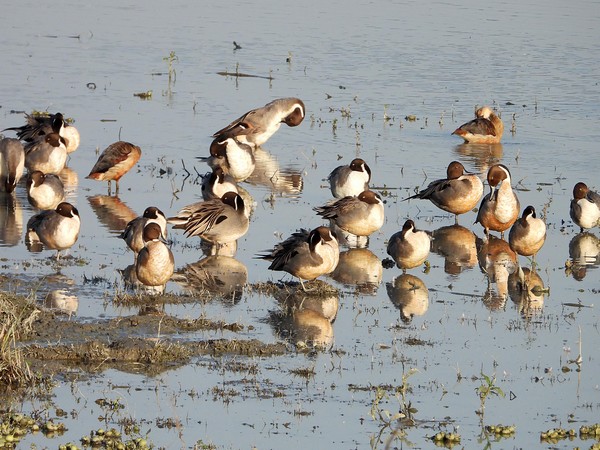 Kanpur Zoological Park authorities on alert as 4 birds die 