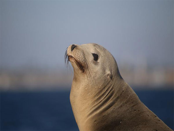 Peru reports death of 585 sea lions due to bird flu