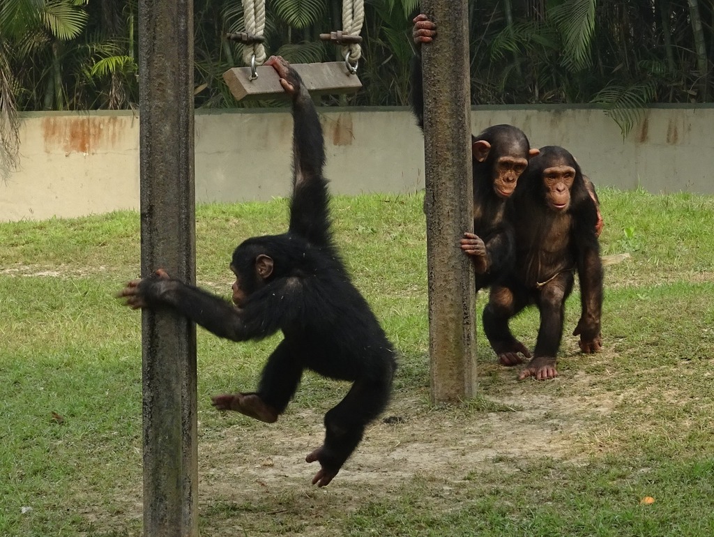 Chimpanzees gradually losing ages-old behavioural repertoire due to heavy human impact