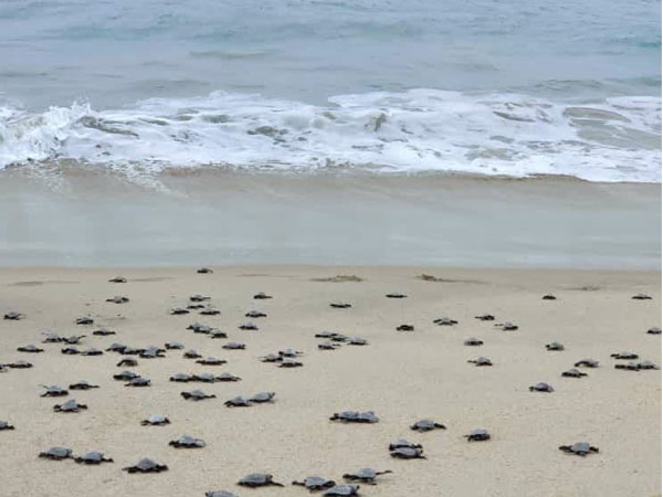 Indonesia releases 33 sea turtles after rescue from poachers 