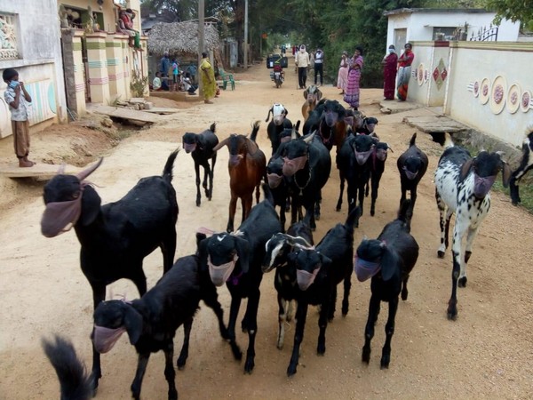 Jharkhand facing acute shortage of goat pox vaccine: Official | Health