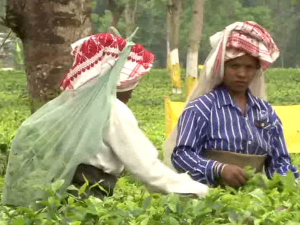 West Bengal Assembly polls: Tea garden workers hope for better future amid promises by political parties 