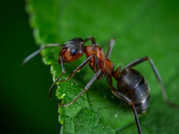 Ant resembles to human while responding to social isolation