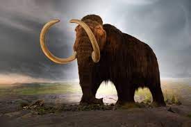 Science News Roundup: Small ears, frizzy hair and dry ear wax - the genetics of mammoths