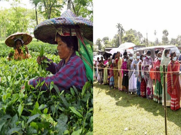 Tea garden workers: The deciding factor in Lok Sabha polls in Assam