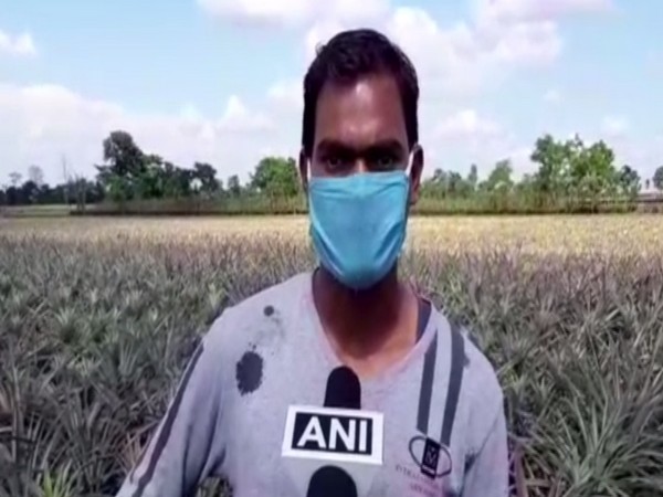 Siliguri's pineapple farmers cry for help as their fruits has no takers amid lockdown