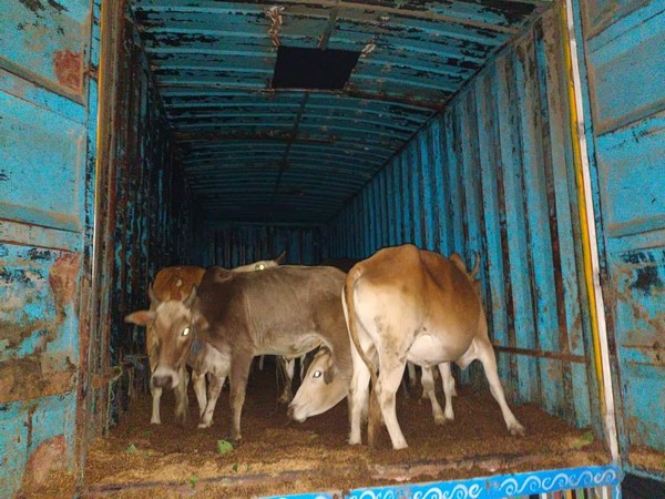 Meghalaya: BSF foils smuggling attempt, seizes 47 cattle heads on international border